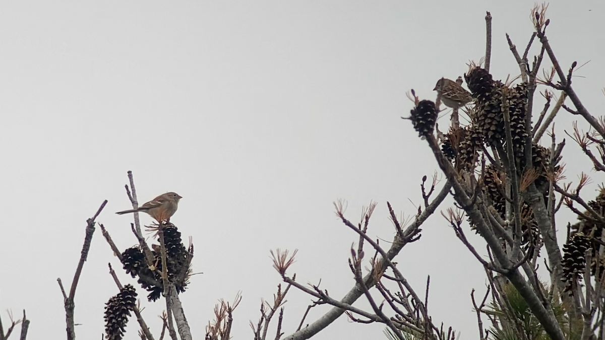Field Sparrow - ML640628990