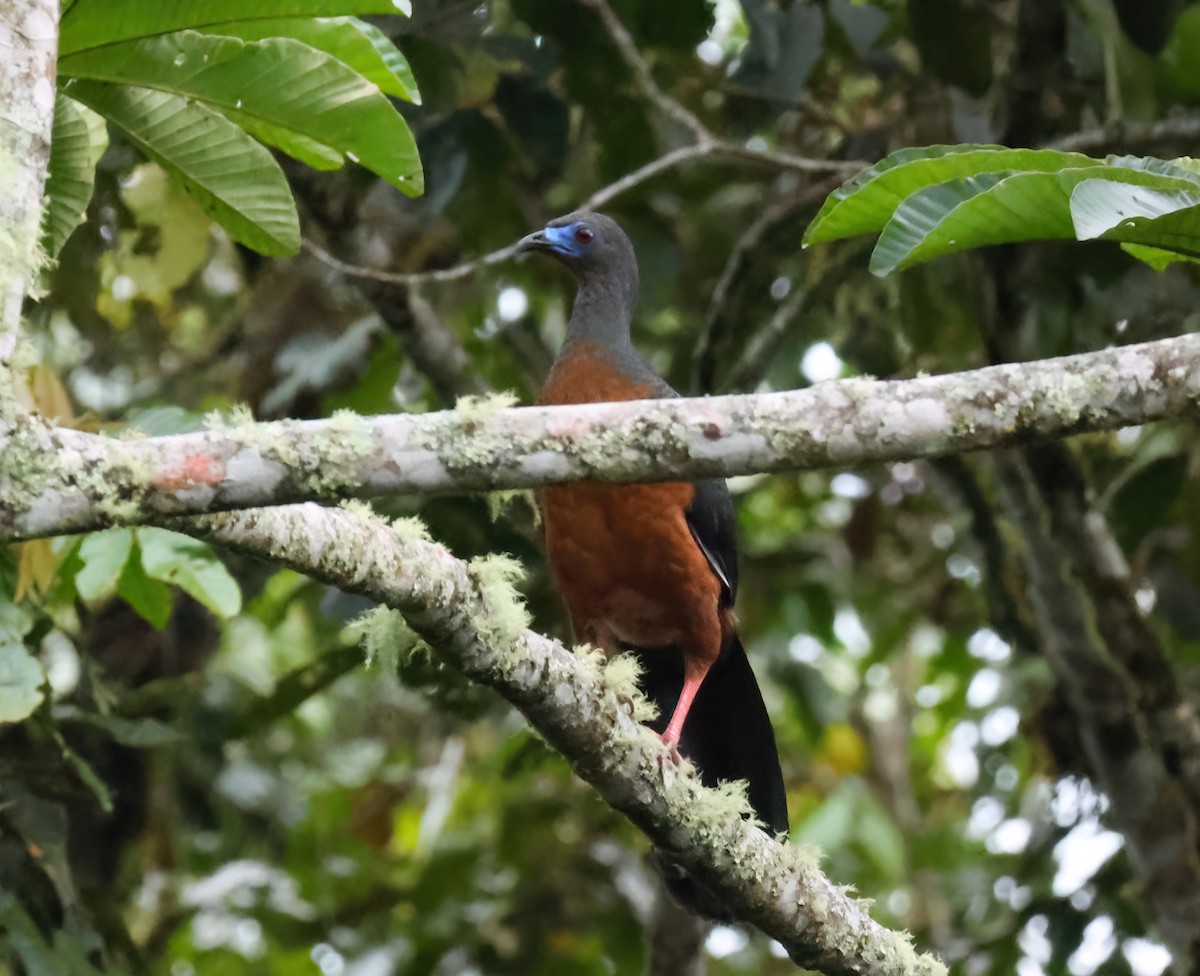 カマバネシャクケイ - ML640629054