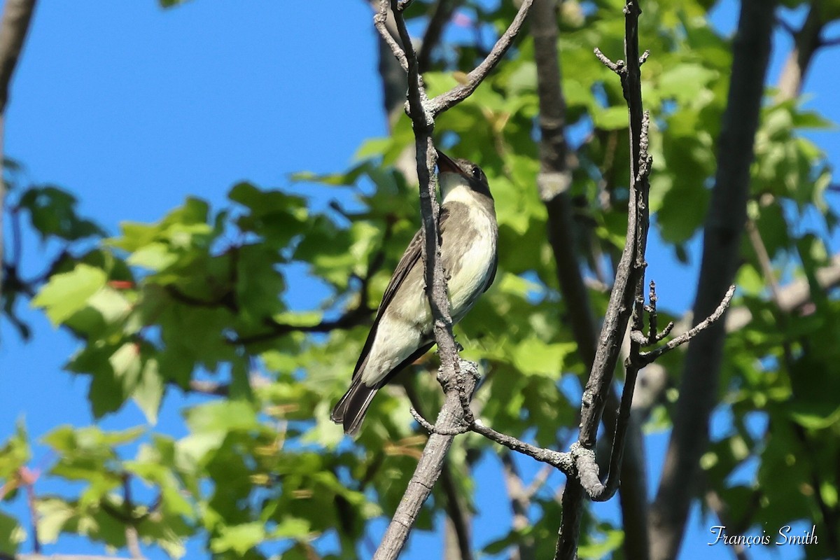 Olive-sided Flycatcher - ML640629162