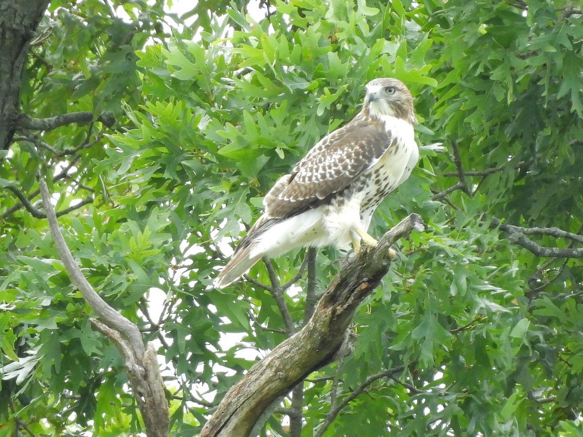 Red-tailed Hawk - ML640629276