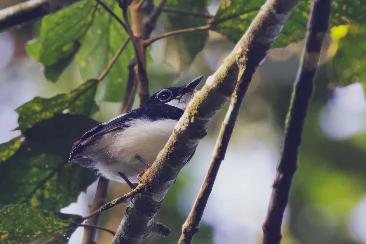 Chestnut Wattle-eye - ML640629315