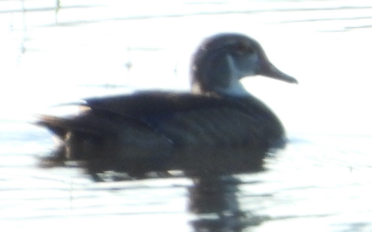 Wood Duck - ML640629334