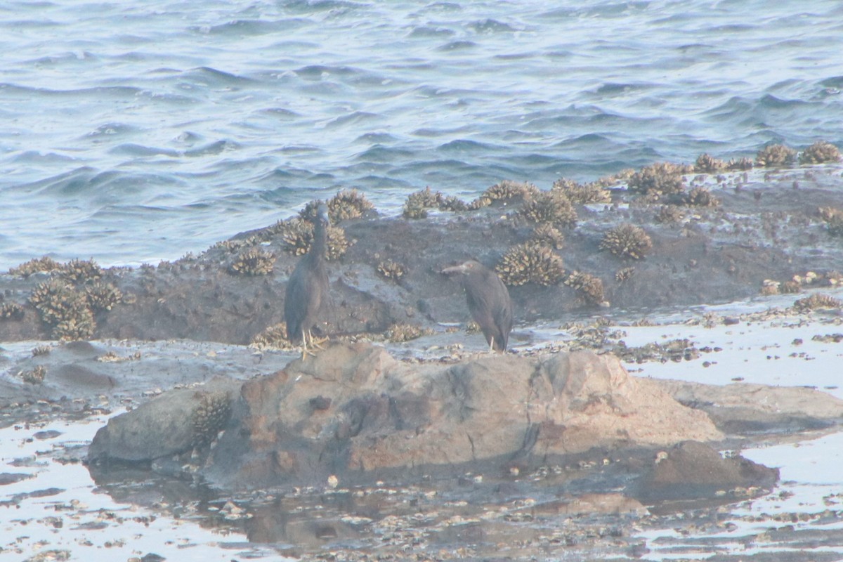 Pacific Reef-Heron - ML640629355