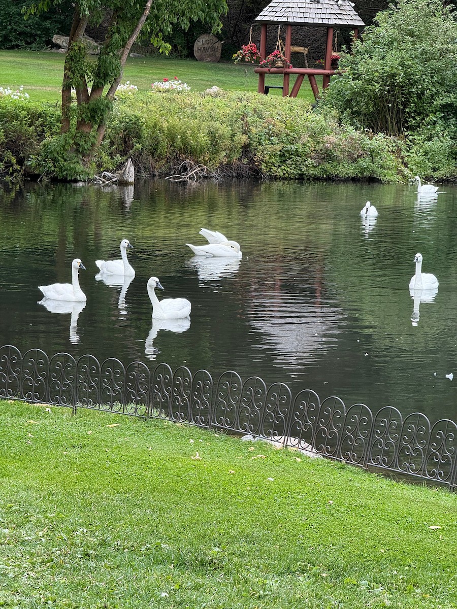 Гунгар хун - ML640629381