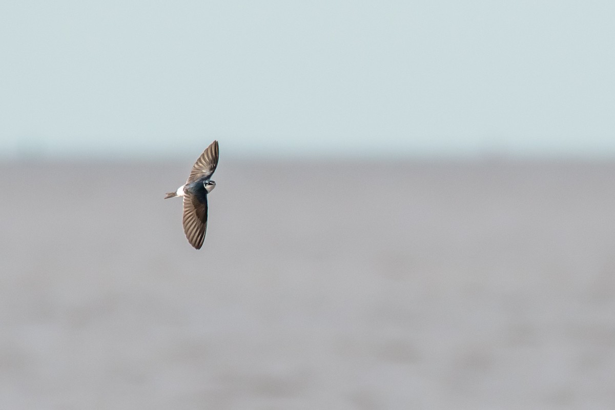 White-rumped Swallow - ML640629526