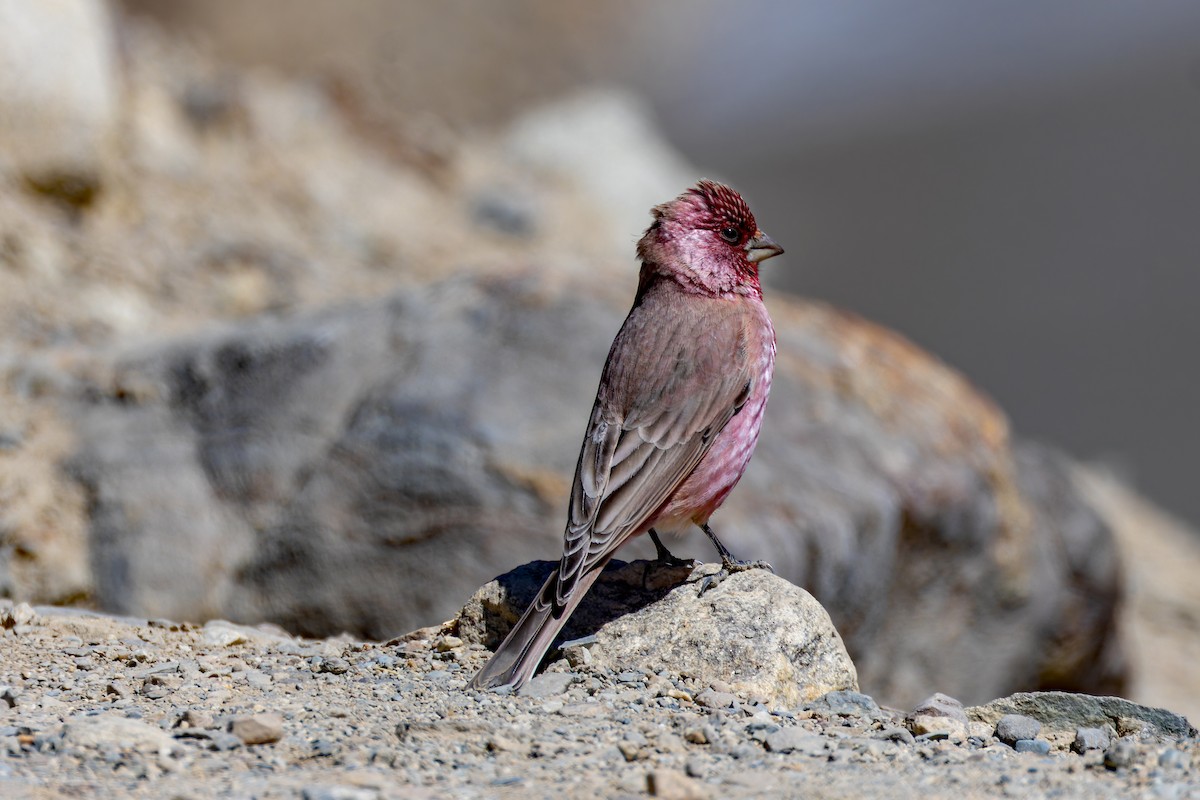 Great Rosefinch - ML640629540