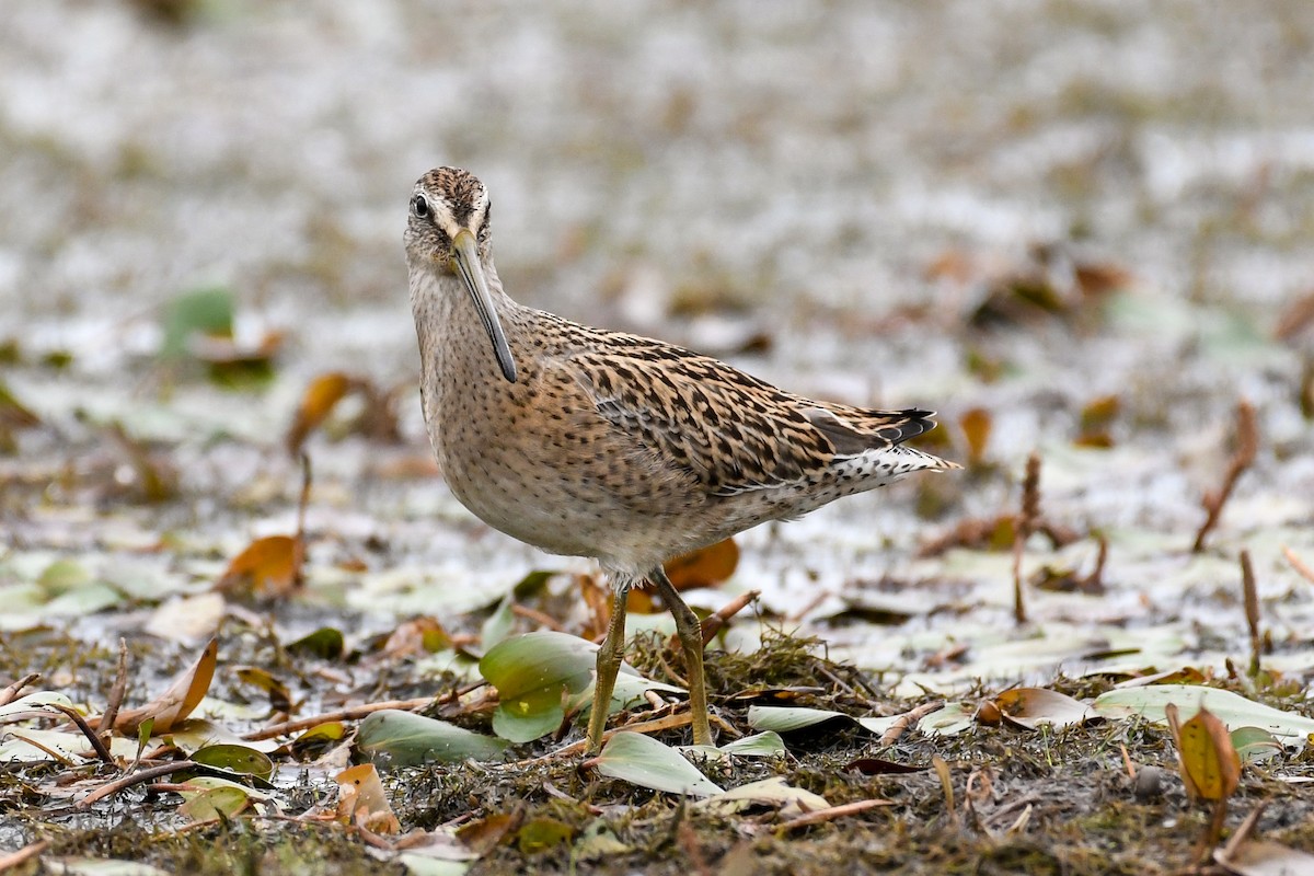 Short-billed Dowitcher - ML640629556