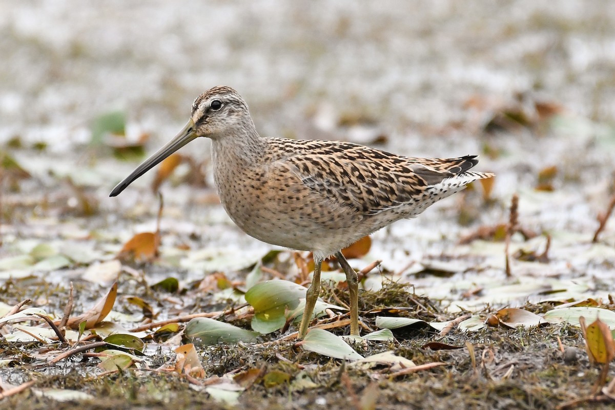Short-billed Dowitcher - ML640629557