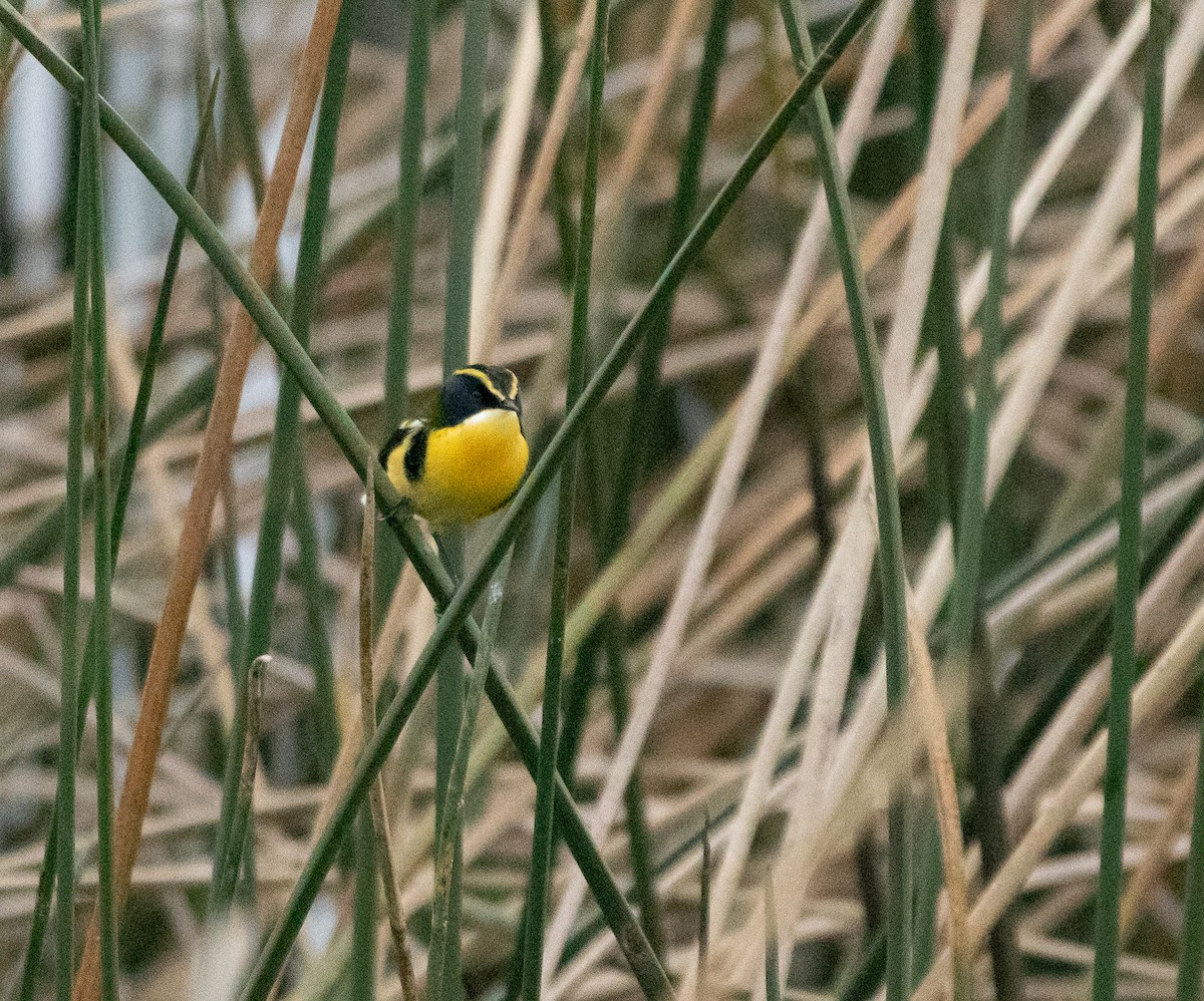 Many-colored Rush Tyrant - ML640629633
