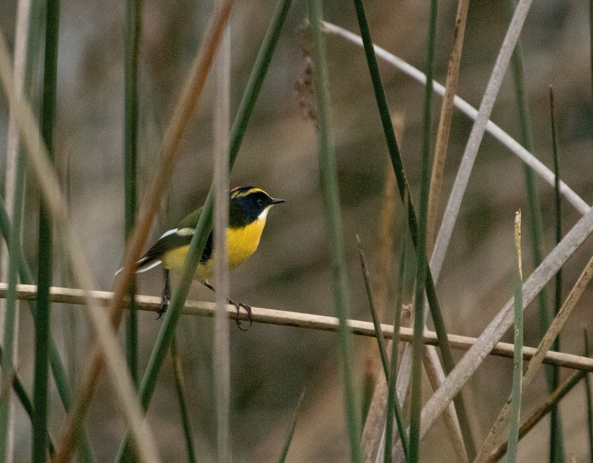 Many-colored Rush Tyrant - ML640629635