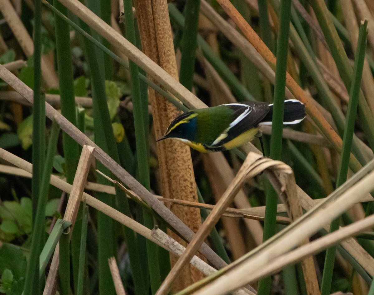 Many-colored Rush Tyrant - ML640629636