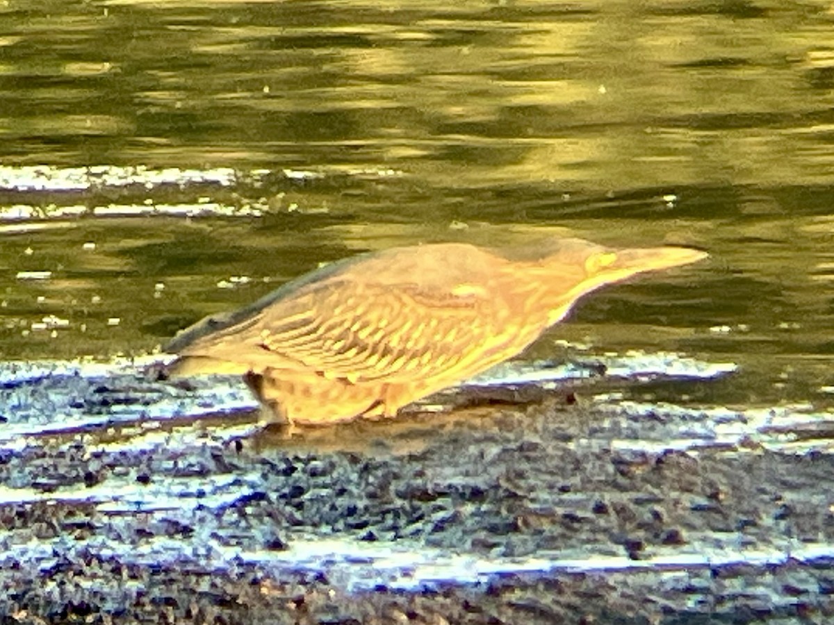 Green Heron - ML640629654