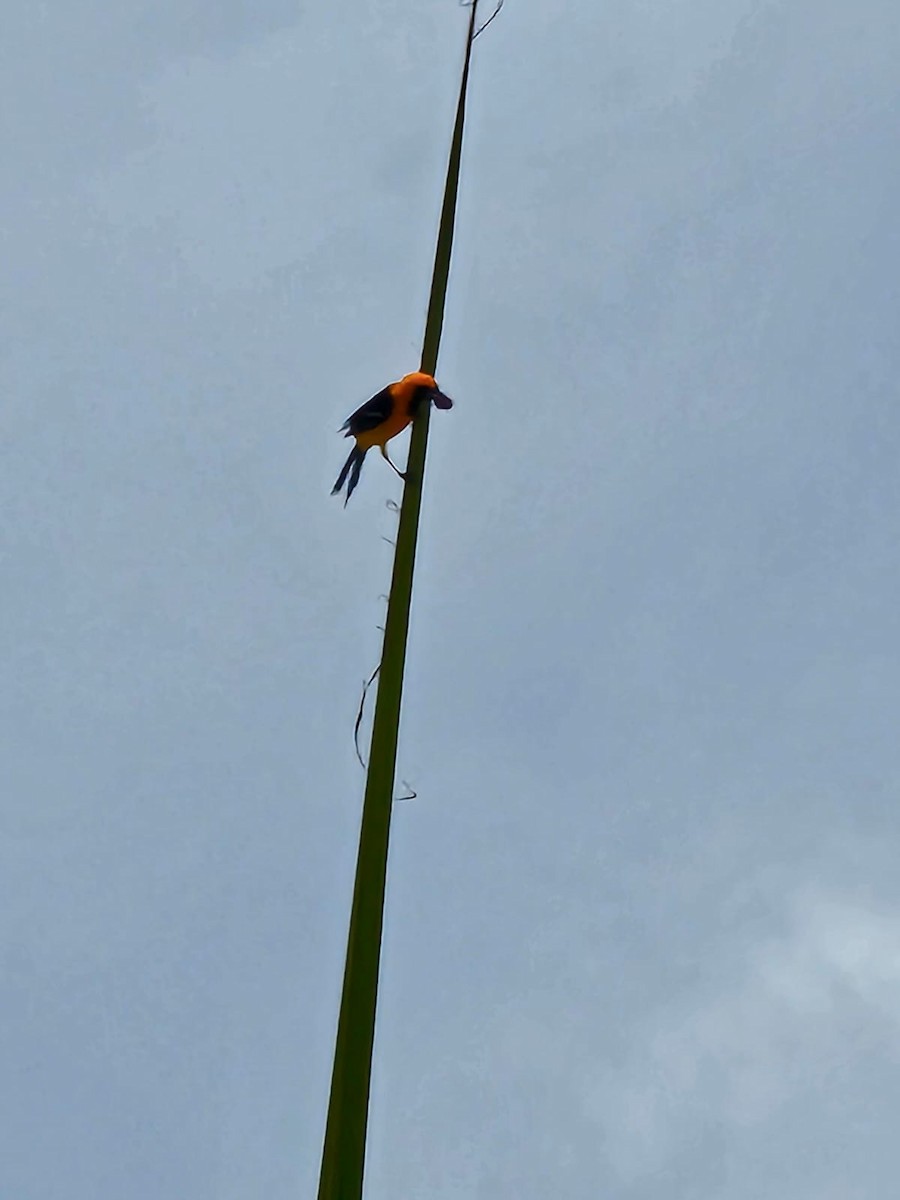 Orange Oriole - ML640629664