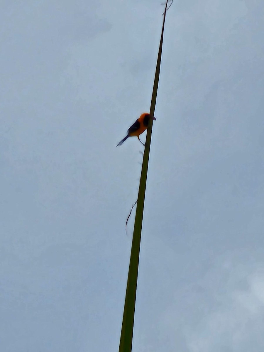 Orange Oriole - ML640629665