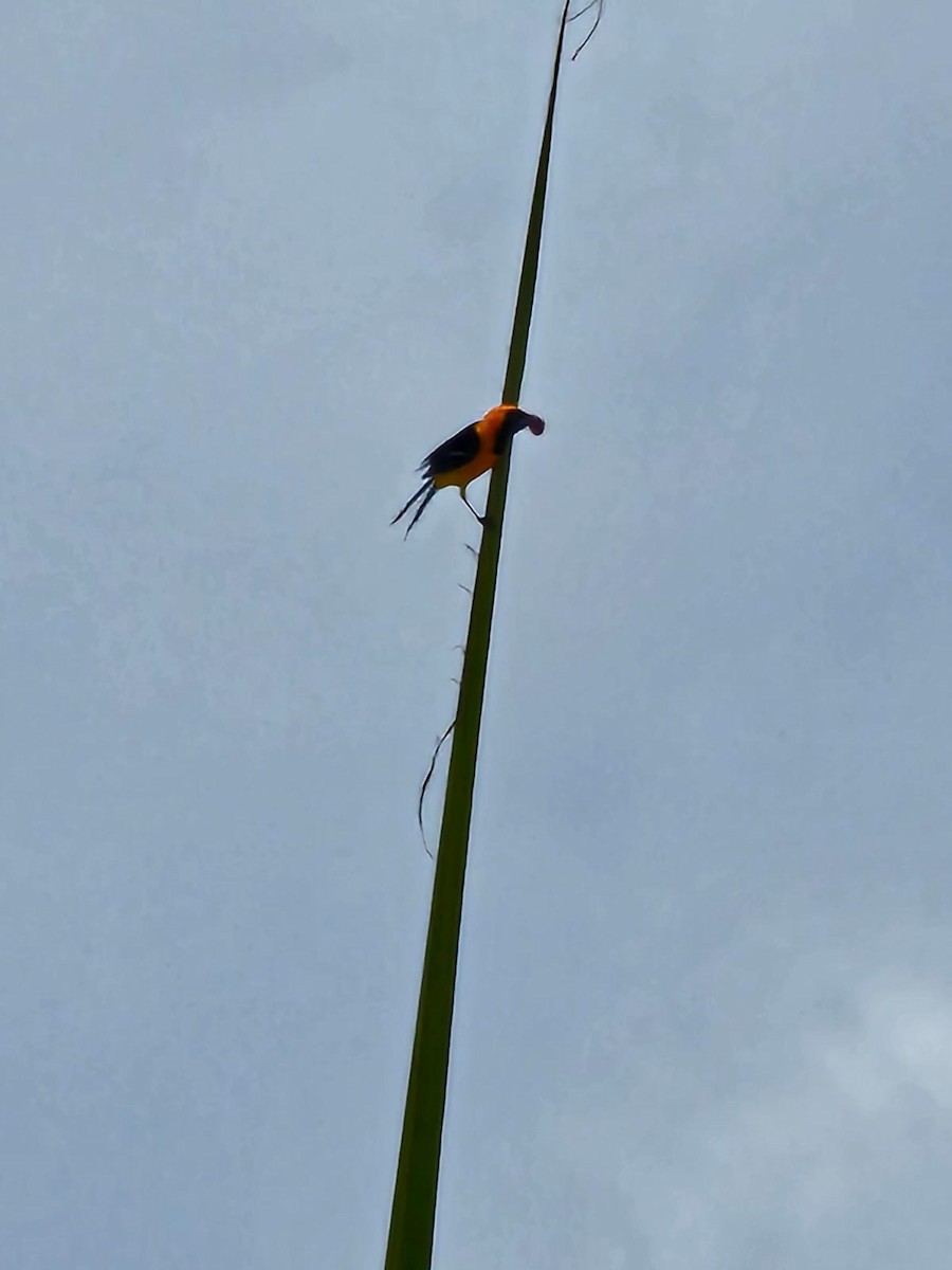 Orange Oriole - ML640629666