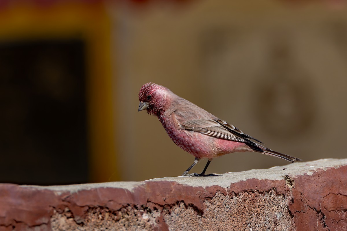 Great Rosefinch - ML640629667