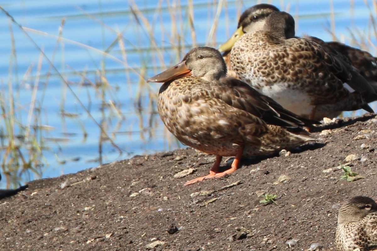 Халбага нугас - ML640629668