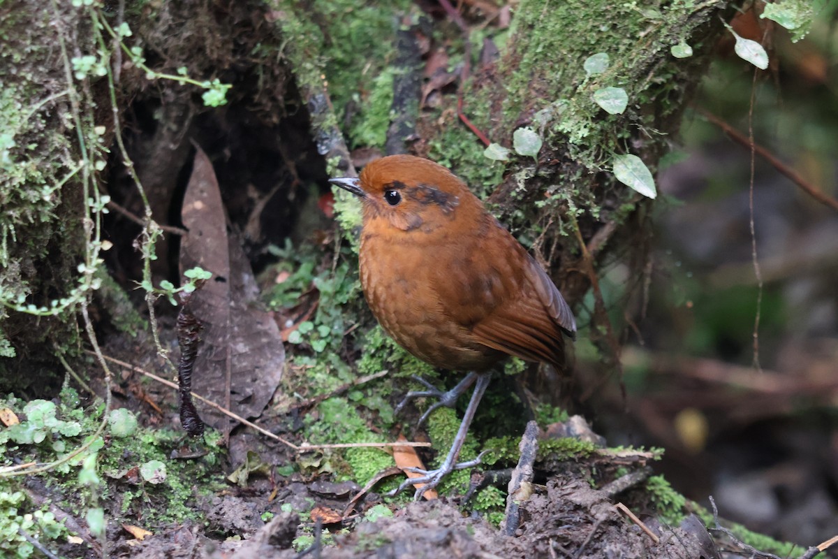 Chestnut Antpitta - ML640629684