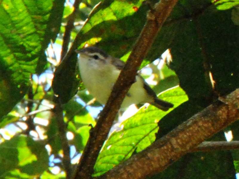 Braunkappenvireo - ML640629698