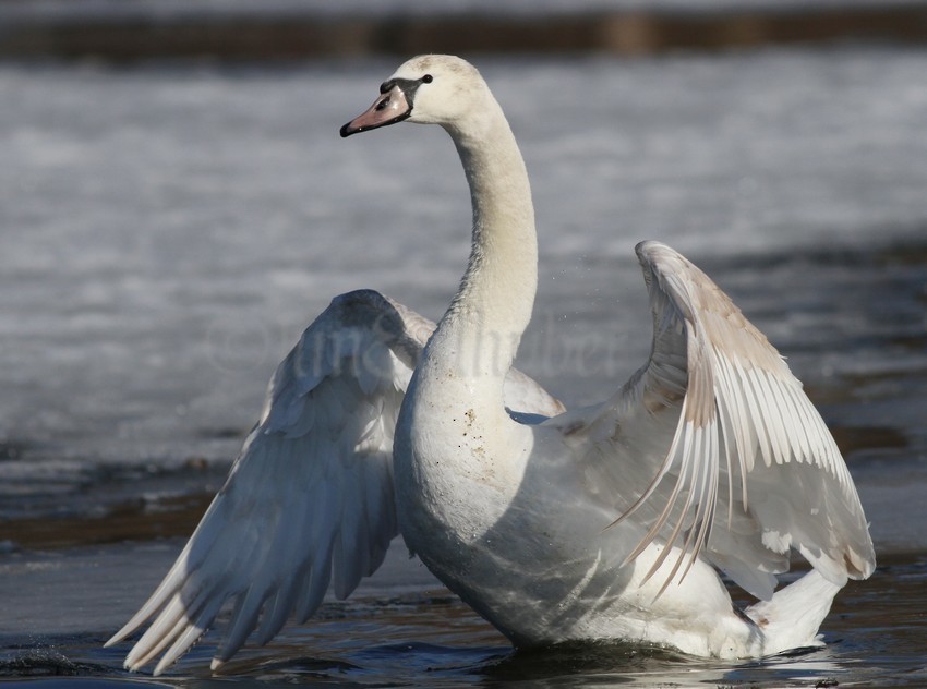Mute Swan - ML640629701