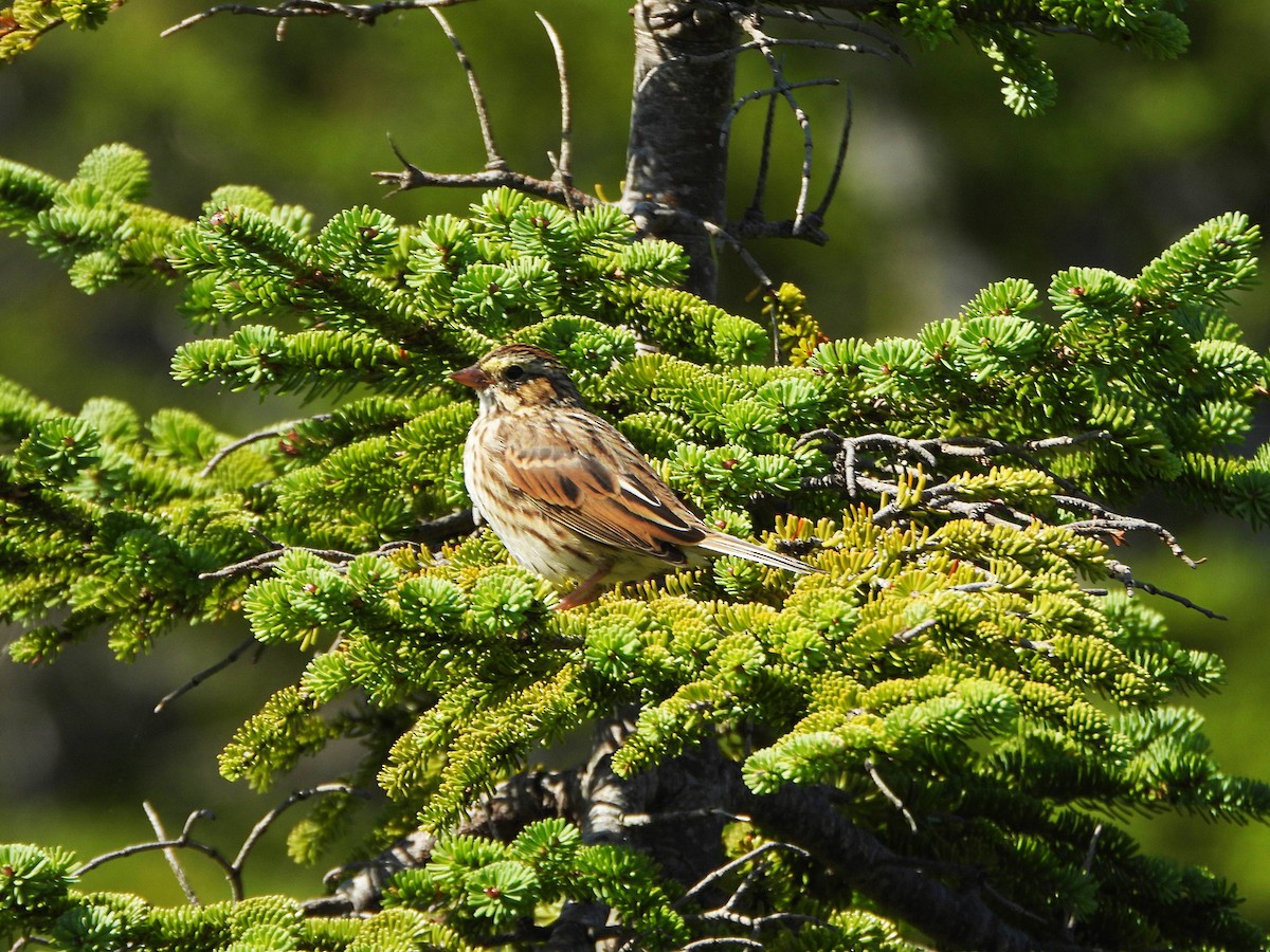 Savannah Sparrow - ML640629717