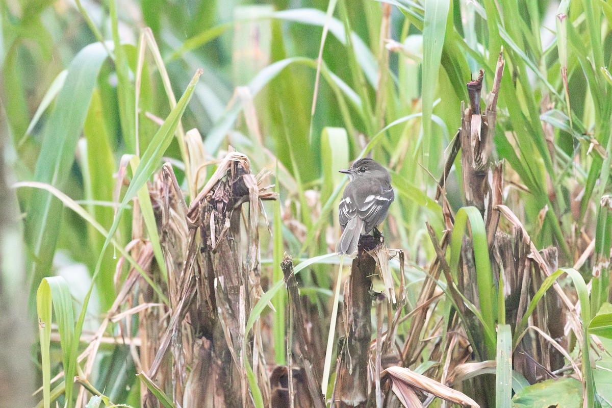 Olive-chested Flycatcher - ML640629733