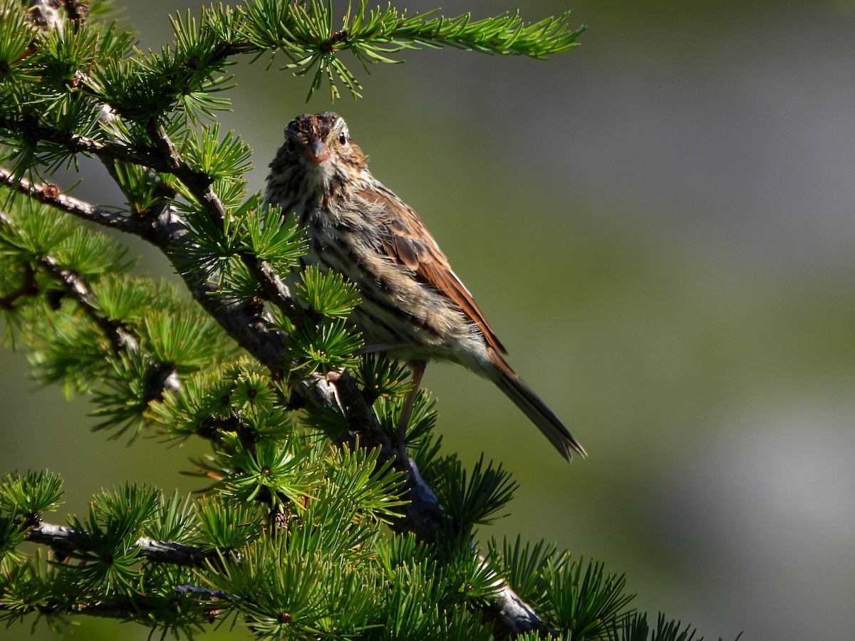 Fox Sparrow - ML640629738