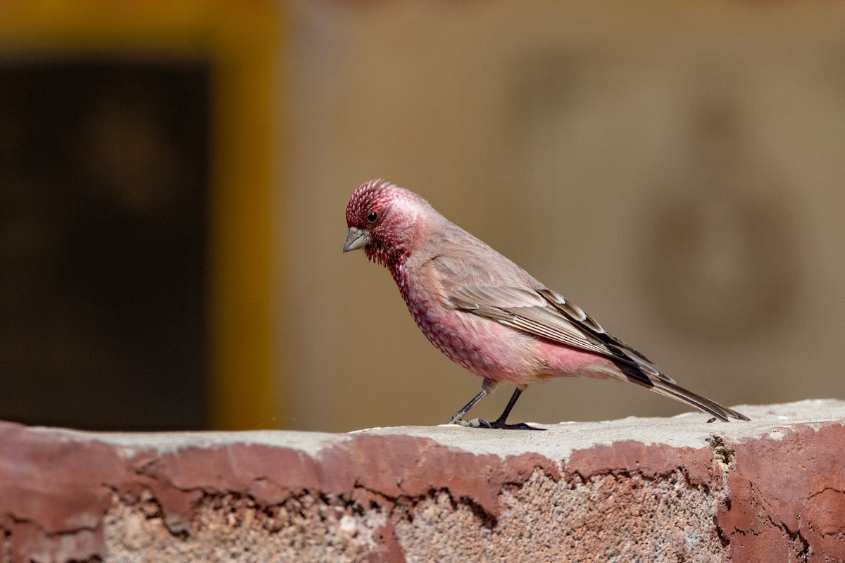 Great Rosefinch - ML640629783