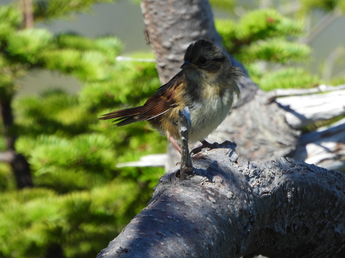 Swamp Sparrow - ML640629784