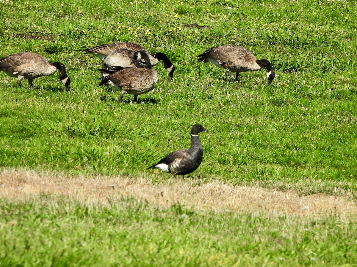 Brant - ML640629804