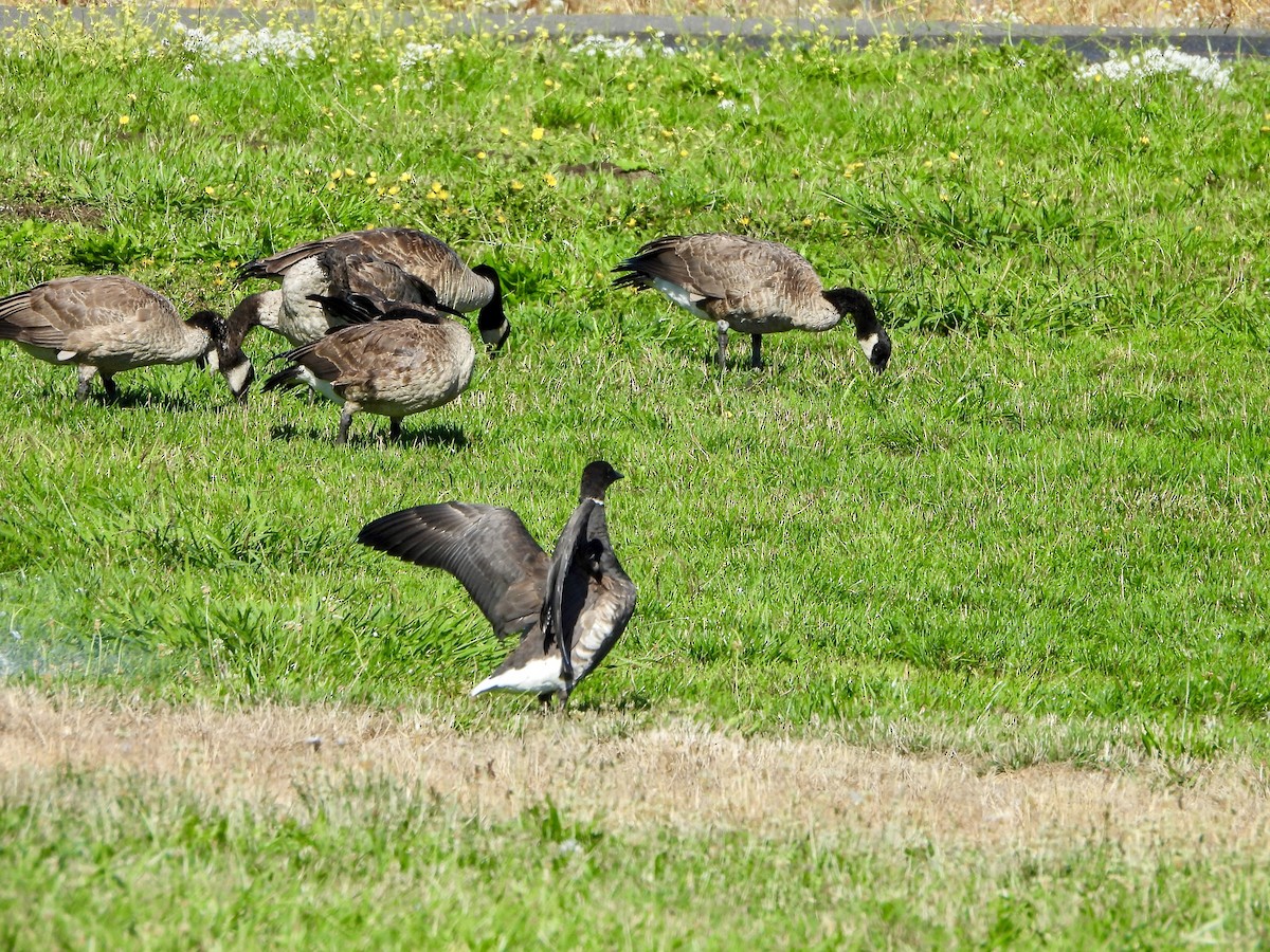 Brant - ML640629807