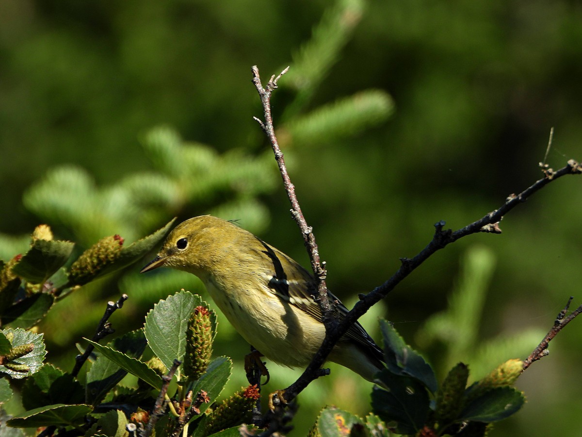 Blackpoll Warbler - ML640629808