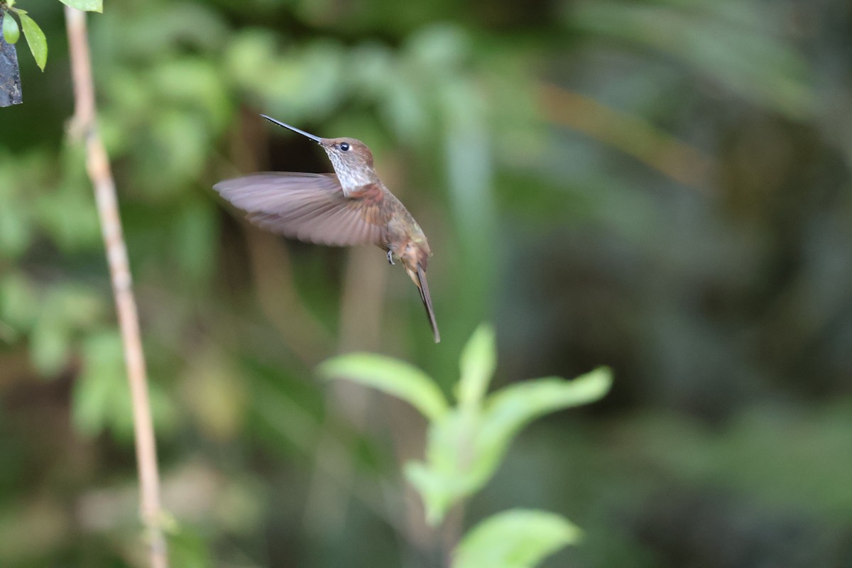 Bronzy Inca - ML640629896