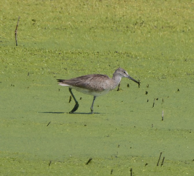 Willet - ML640629898
