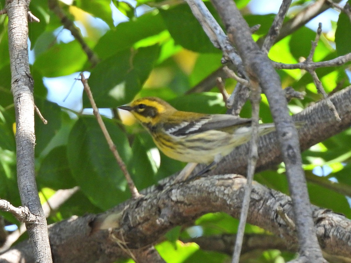 Townsend's Warbler - ML640629975