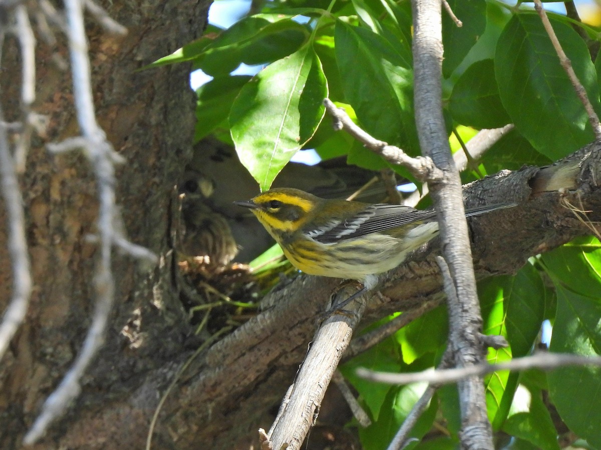 Townsend's Warbler - ML640629993