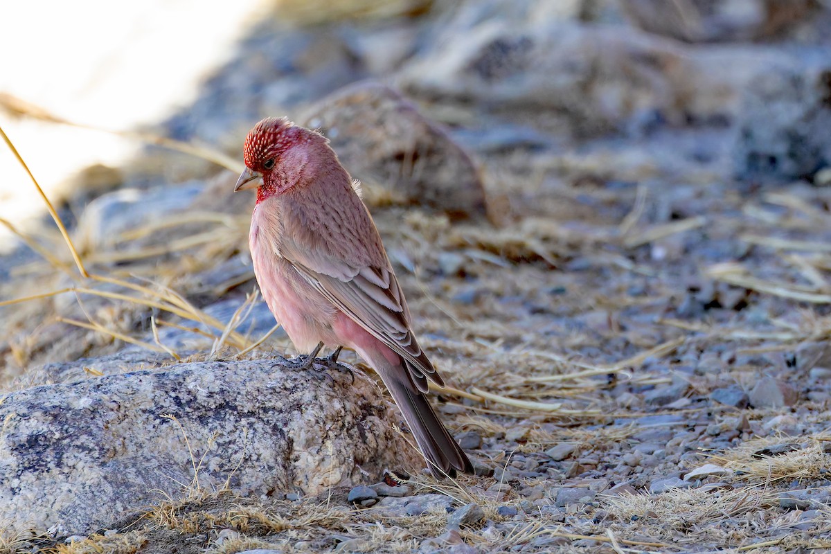Great Rosefinch - ML640630002