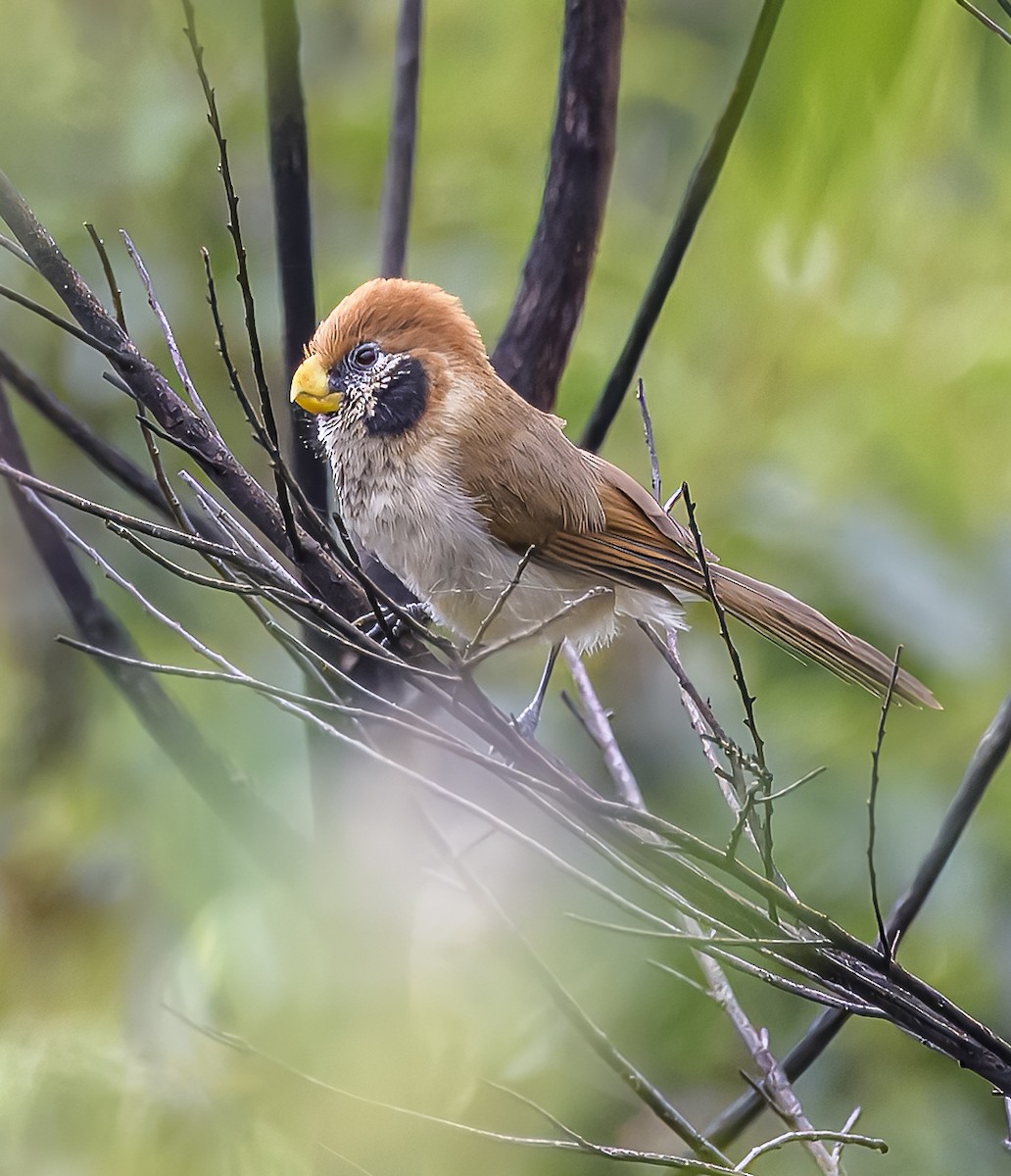 Spot-breasted Parrotbill - ML640630053