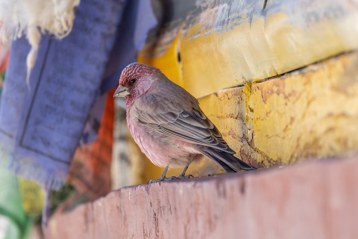 Great Rosefinch - ML640630074