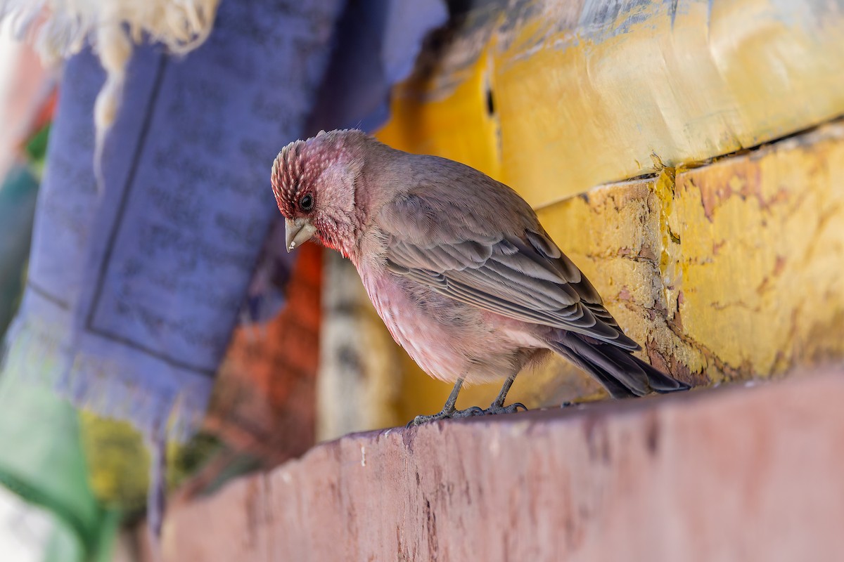 Great Rosefinch - ML640630075