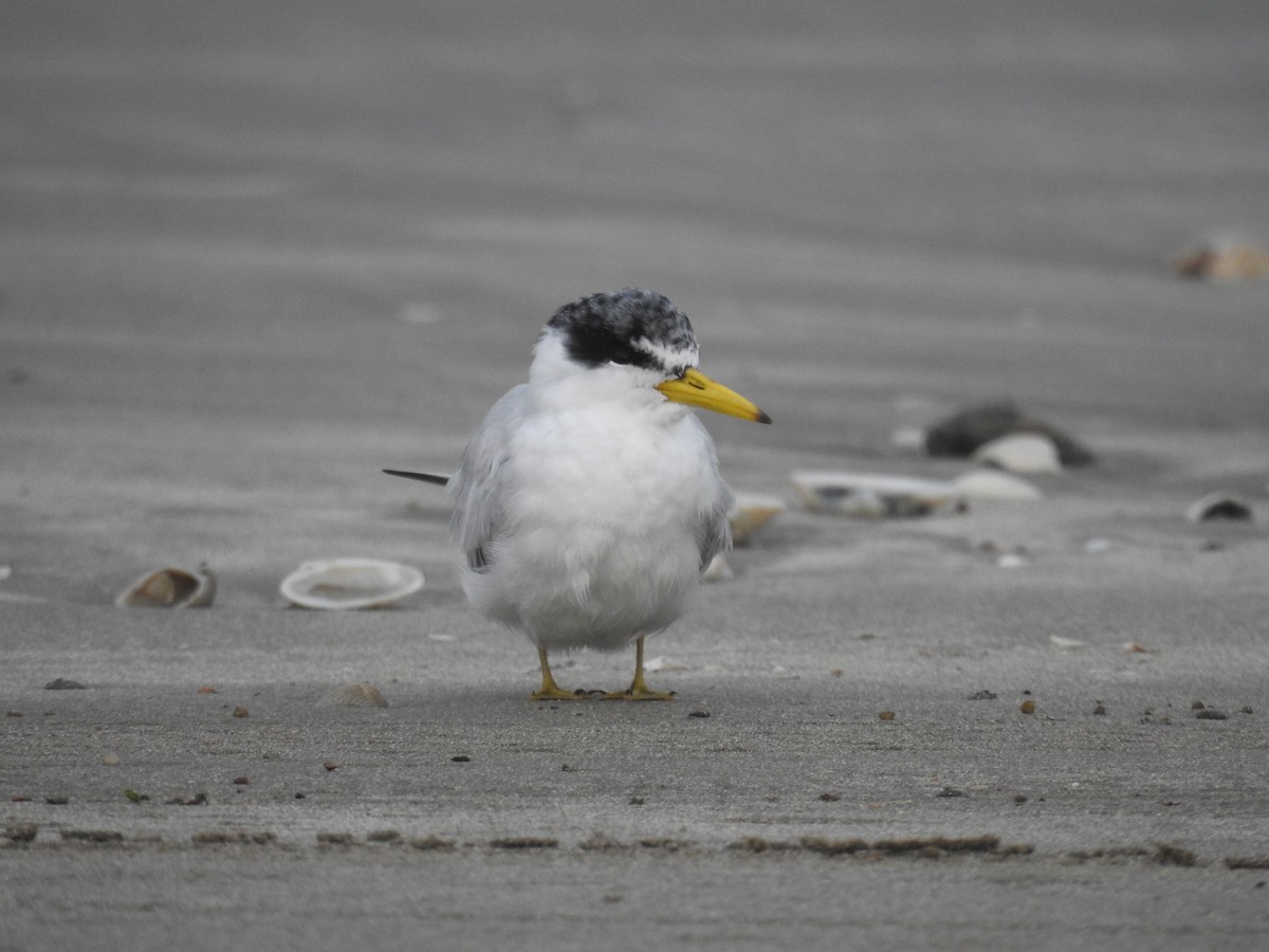 Yellow-billed Tern - ML640630083