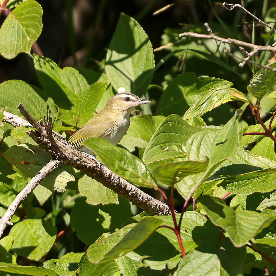 Red-eyed Vireo - ML640630099