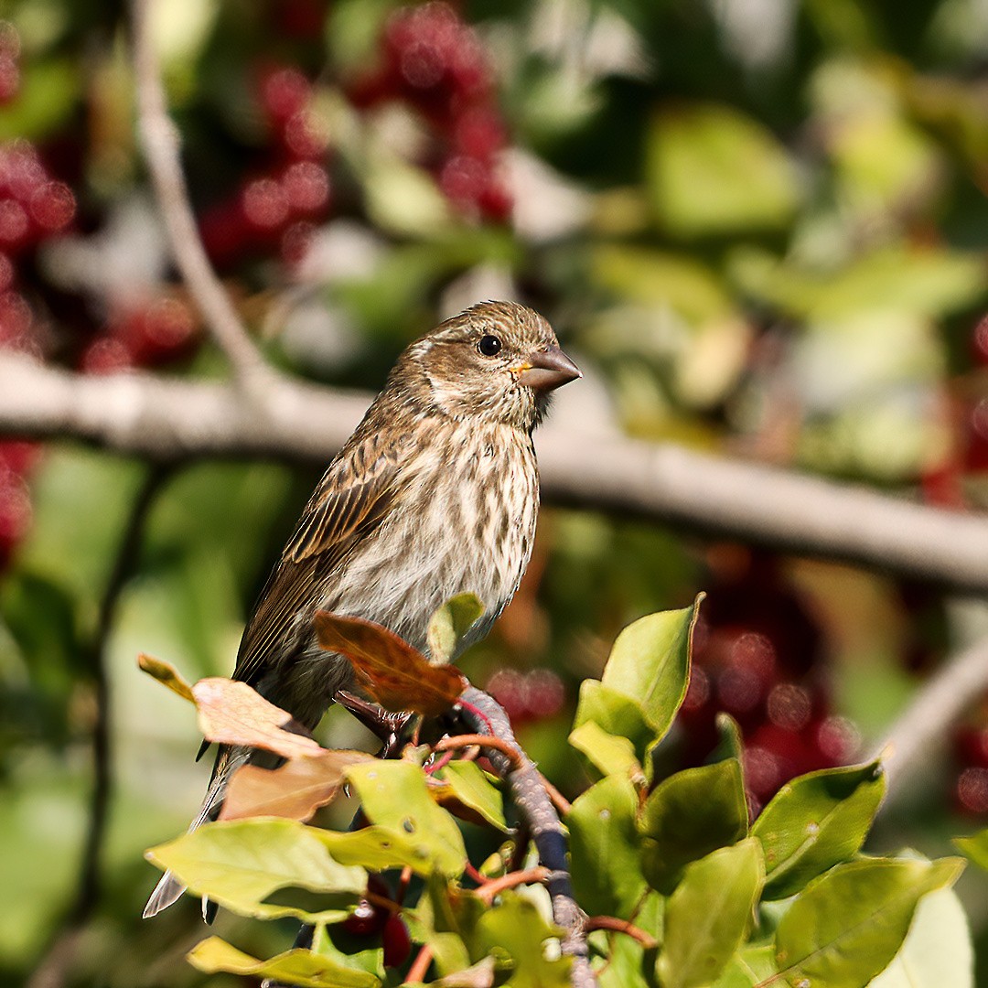 Purple Finch - ML640630105