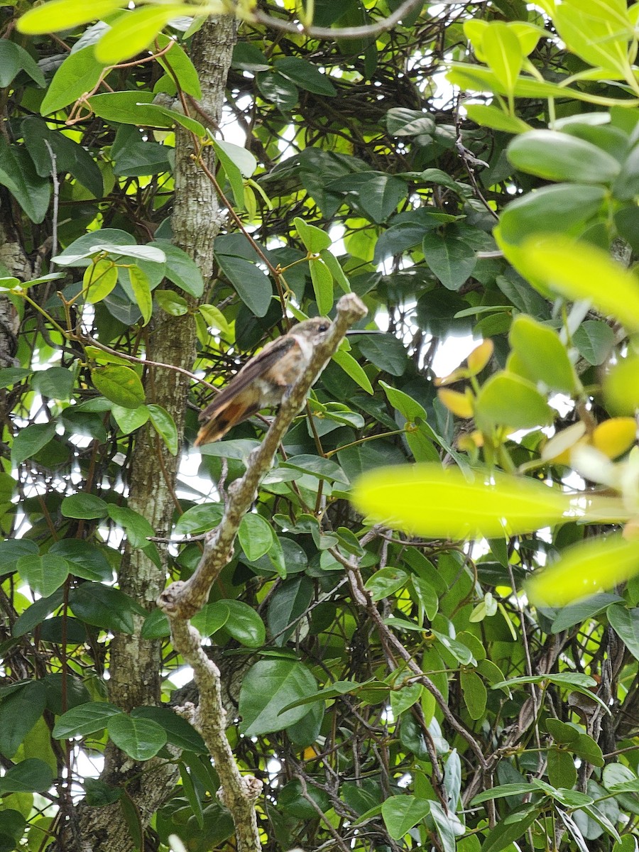 Bahama Woodstar - ML640630119