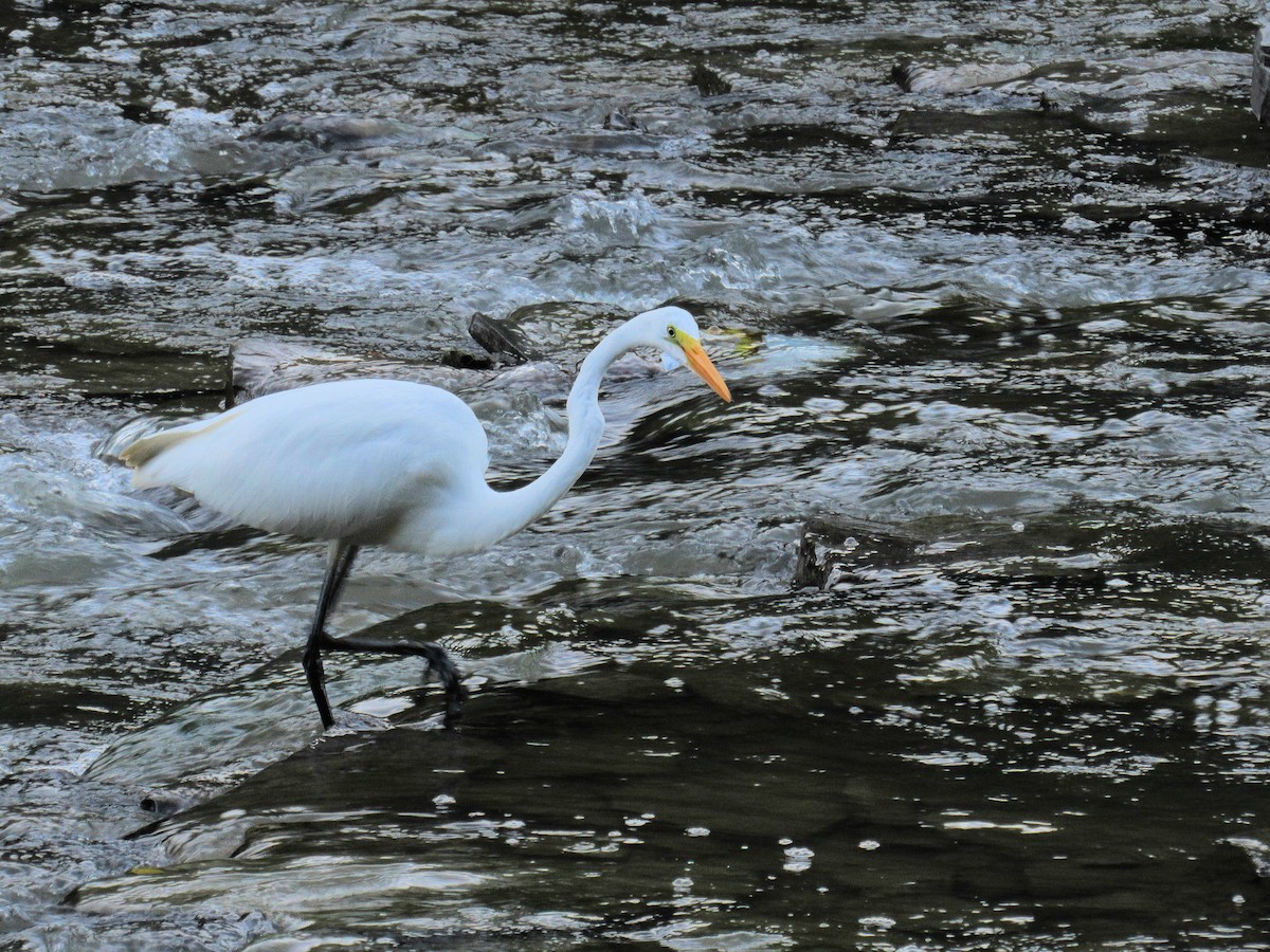 Airone bianco maggiore - ML640630124