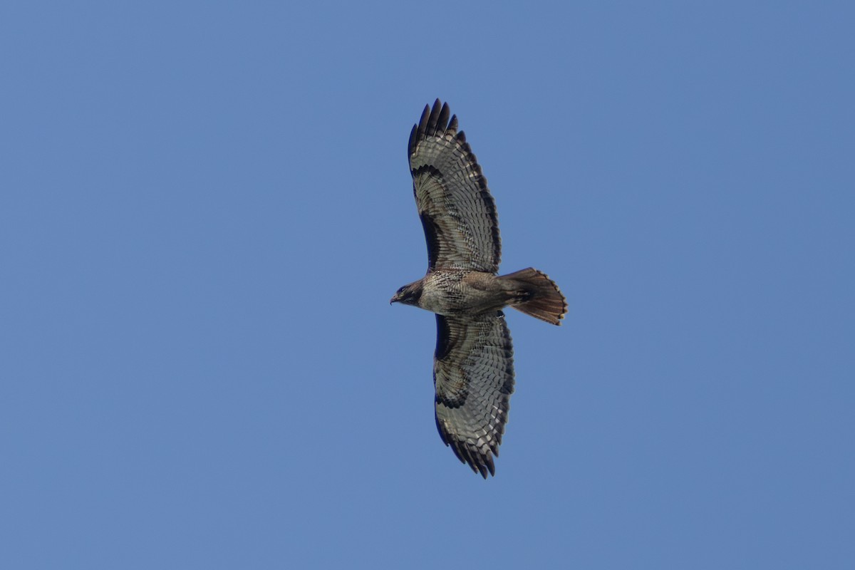 Red-tailed Hawk - ML640630145