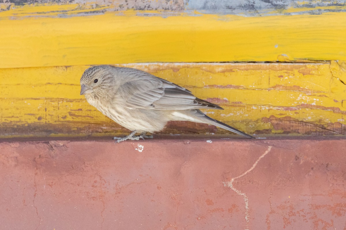 Great Rosefinch - ML640630192