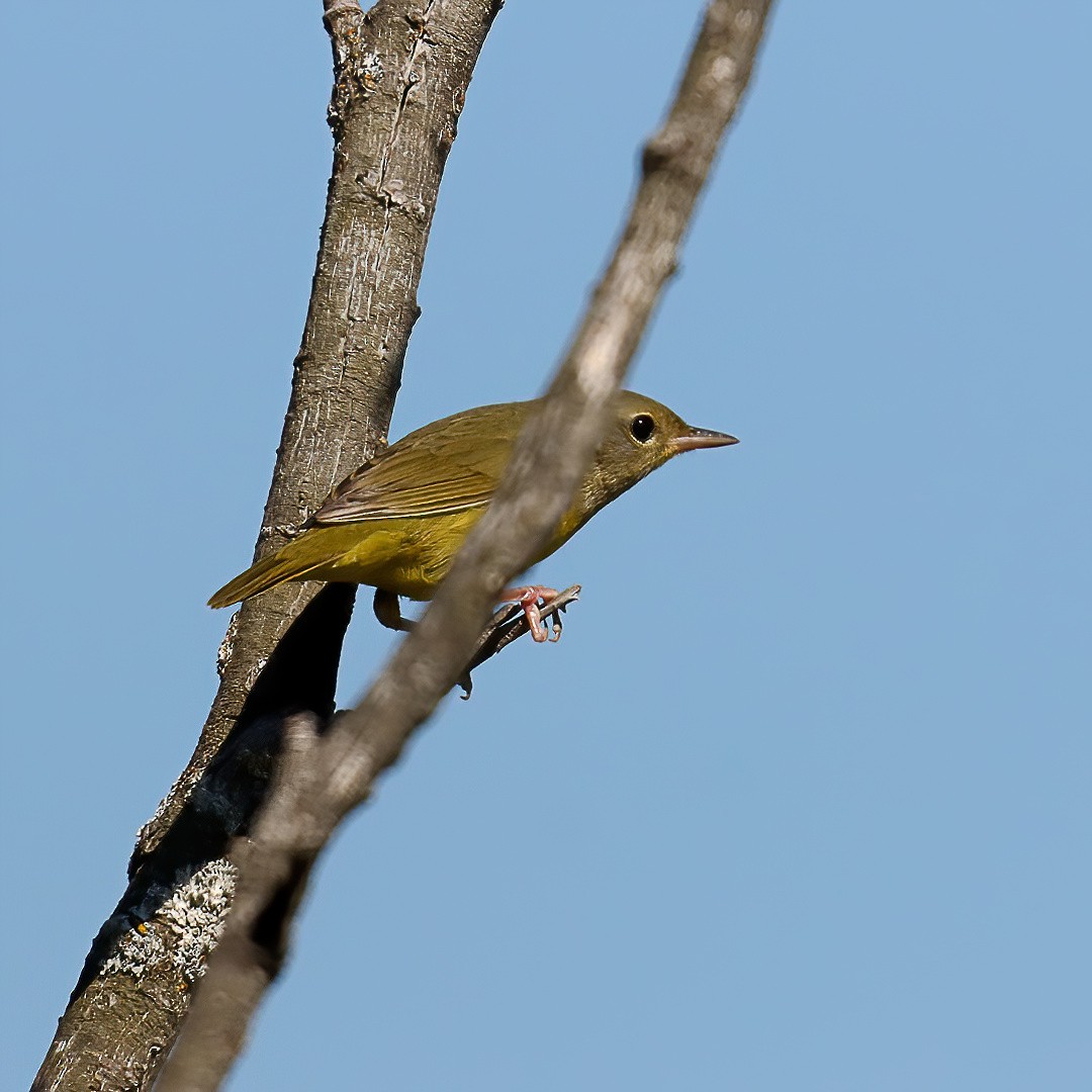 Mourning Warbler - ML640630193