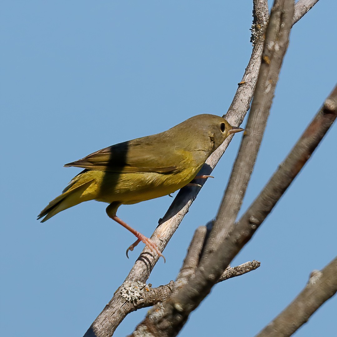 Mourning Warbler - ML640630194