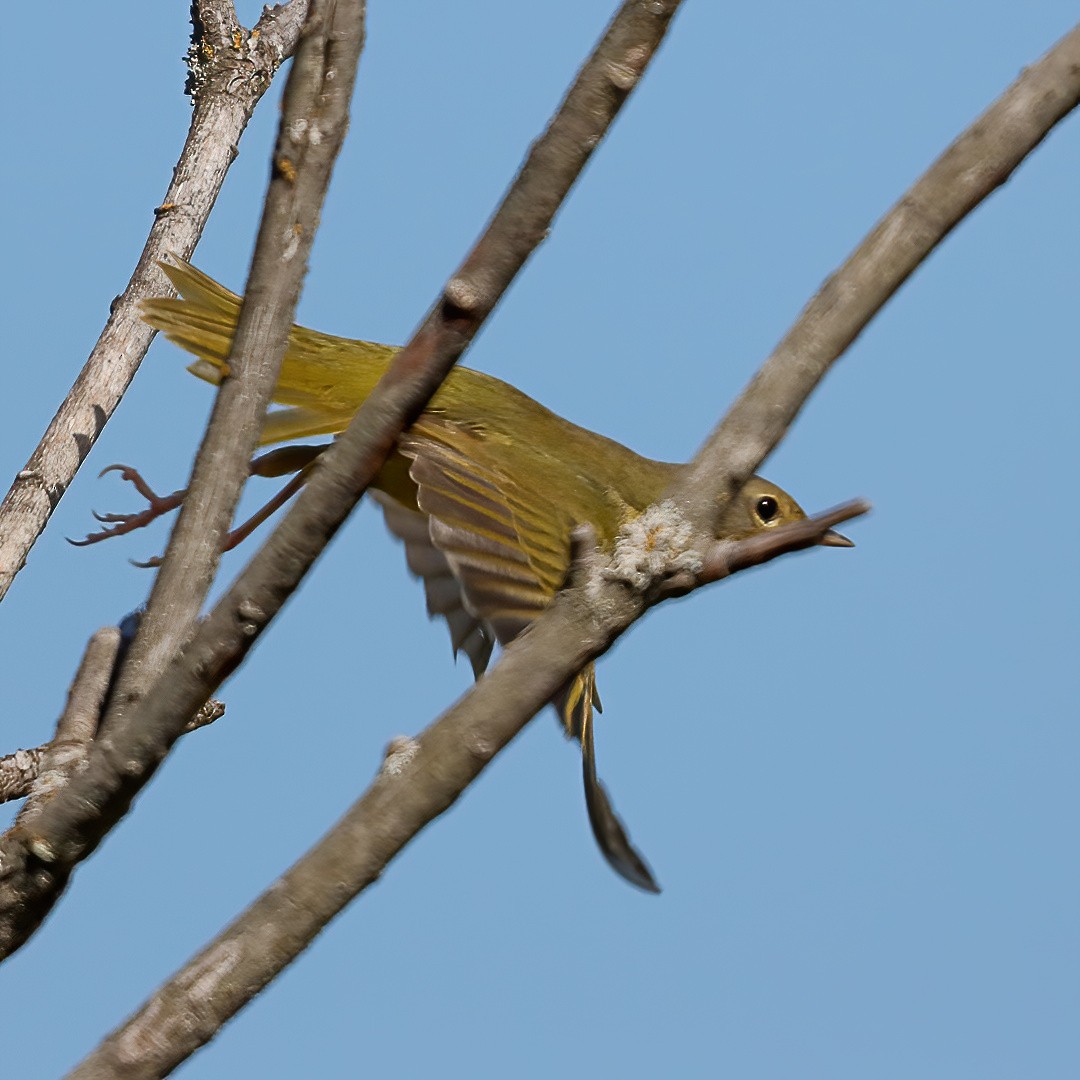 Mourning Warbler - ML640630195